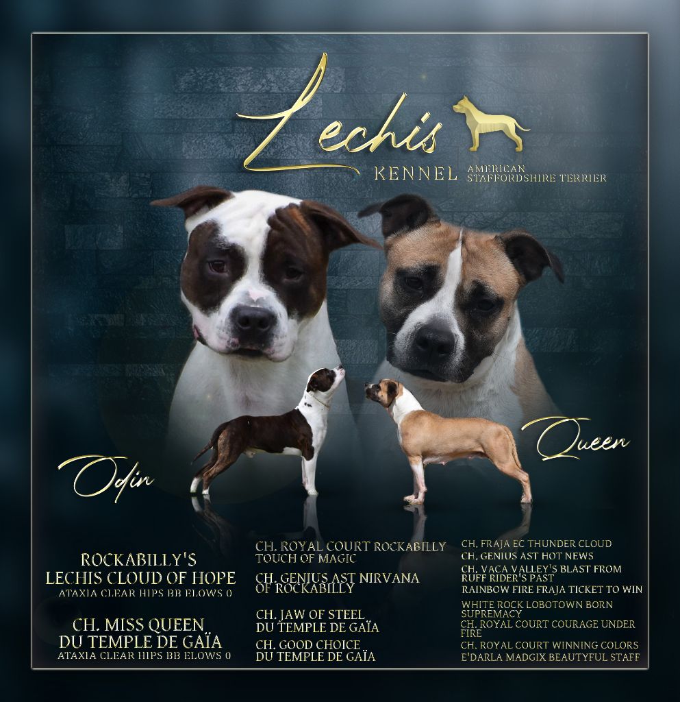 chiot American Staffordshire Terrier Lechis