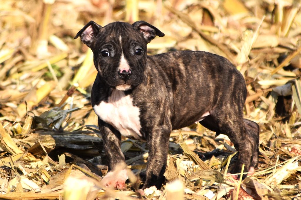 Lechis - Chiot disponible  - American Staffordshire Terrier