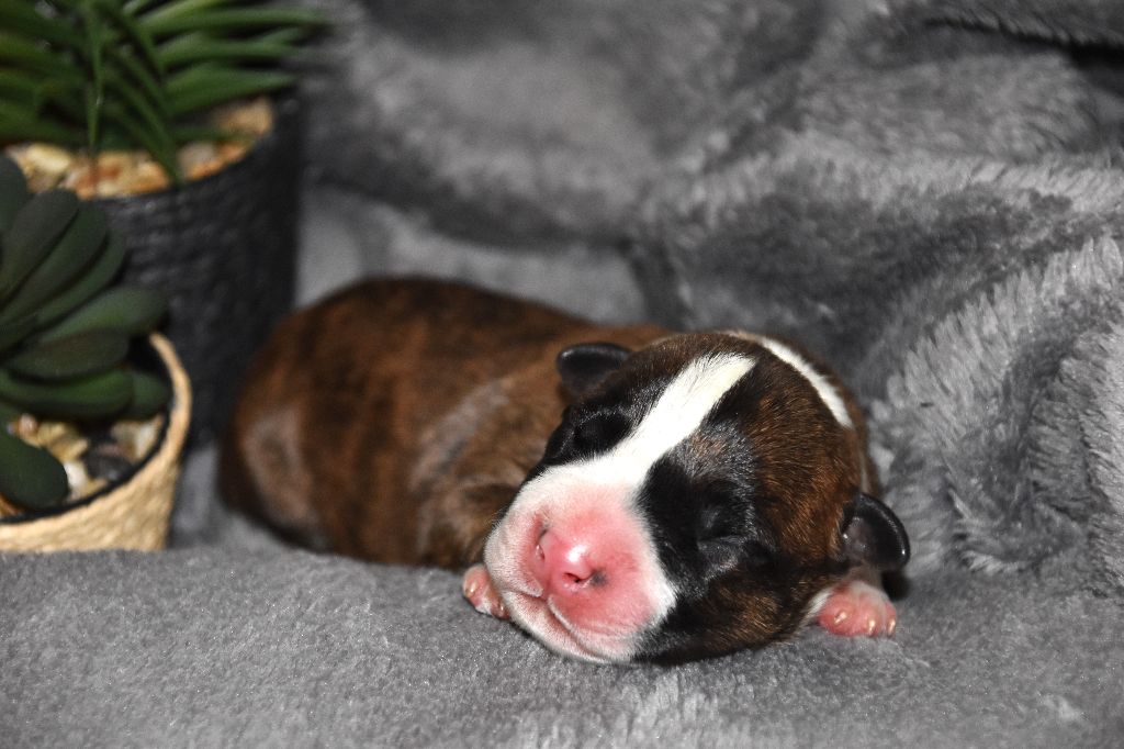 Lechis - Chiot disponible  - American Staffordshire Terrier