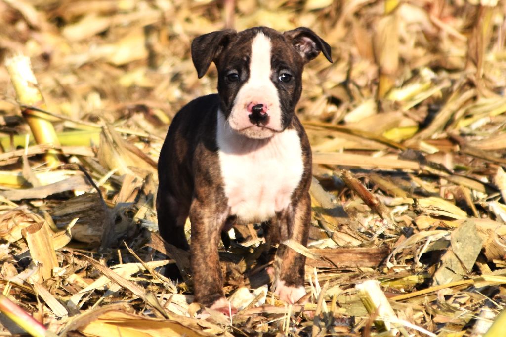 Lechis - Chiot disponible  - American Staffordshire Terrier