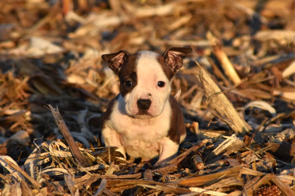 Lechis - Chiot disponible  - American Staffordshire Terrier