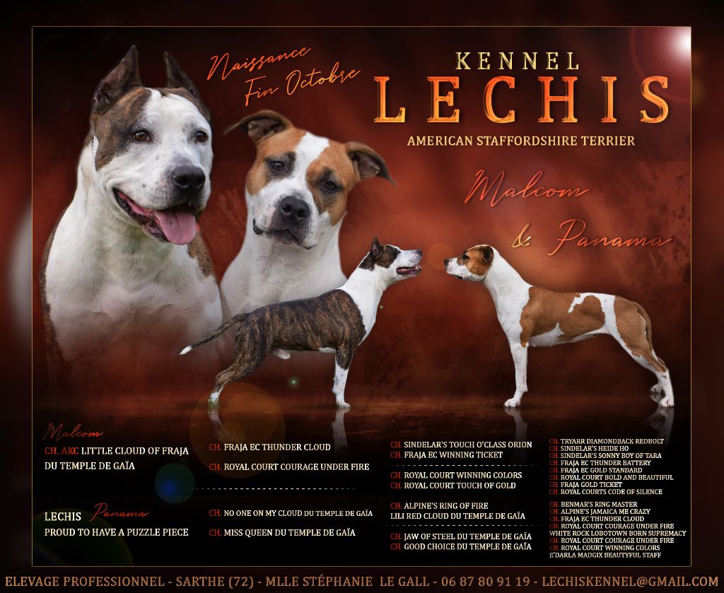 chiot American Staffordshire Terrier Lechis