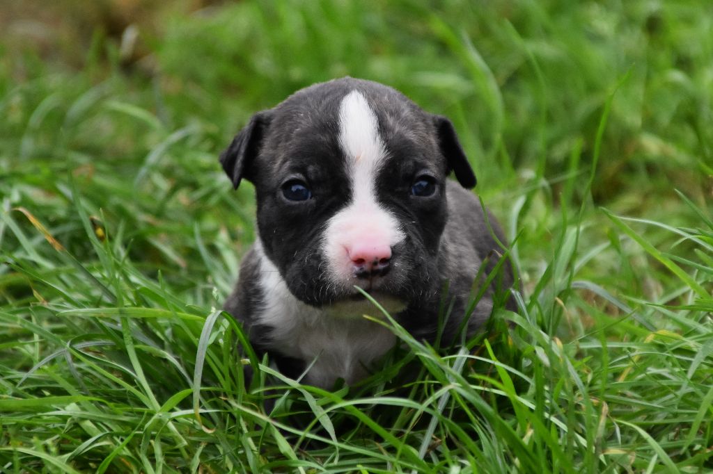 Lechis - Chiot disponible  - American Staffordshire Terrier