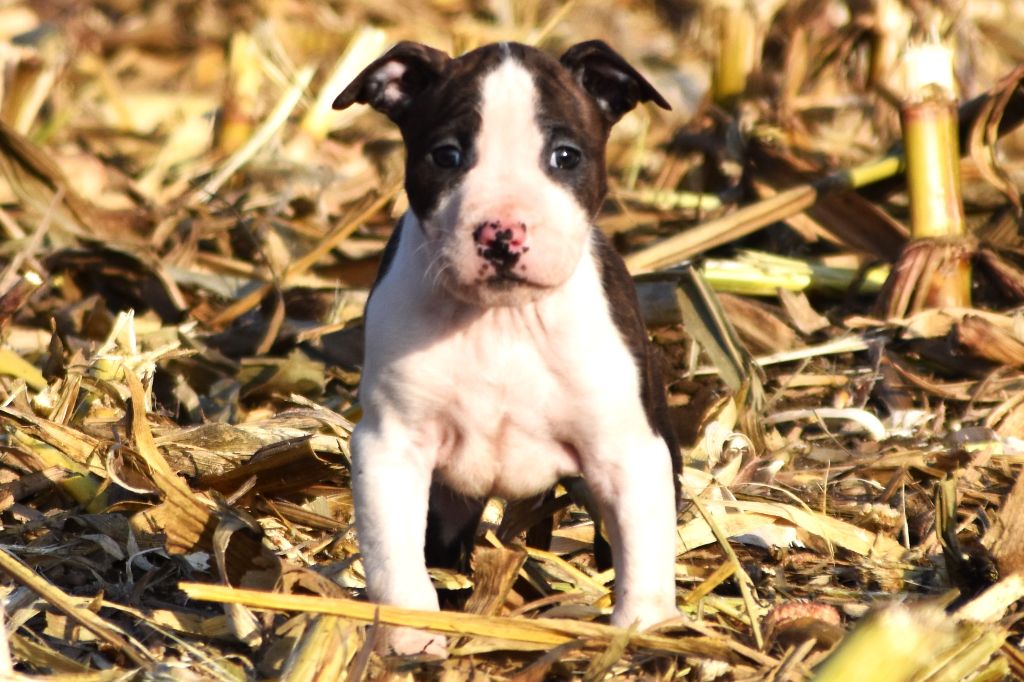 Lechis - Chiot disponible  - American Staffordshire Terrier