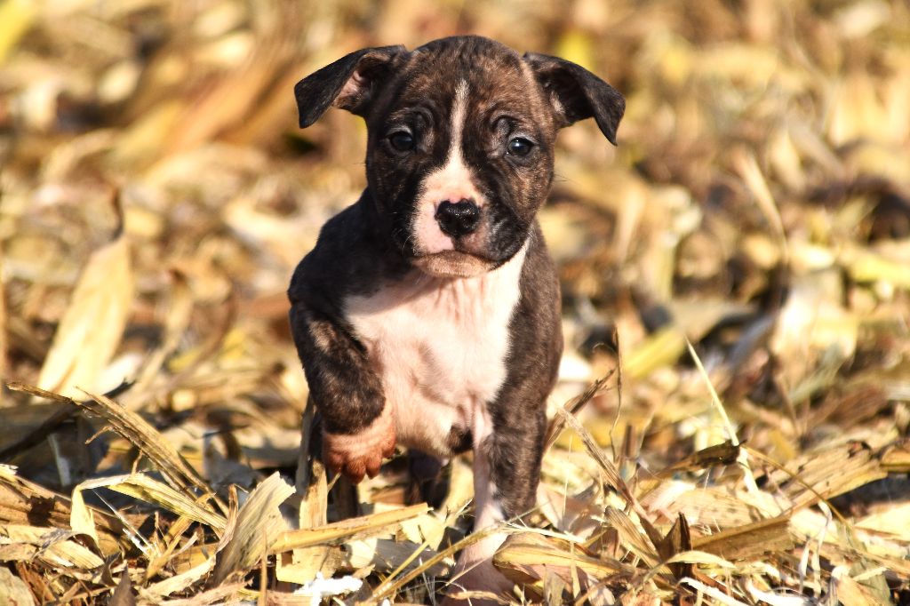 Lechis - Chiot disponible  - American Staffordshire Terrier