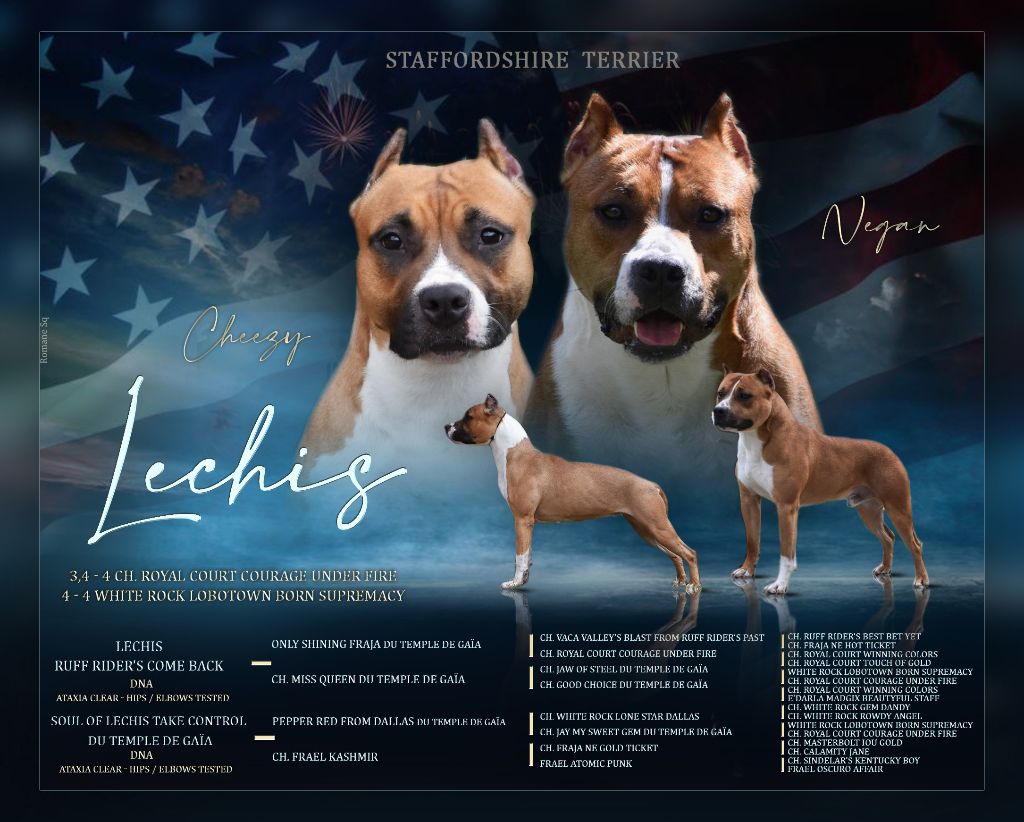 chiot American Staffordshire Terrier Lechis