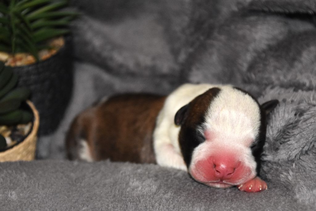 Lechis - Chiot disponible  - American Staffordshire Terrier