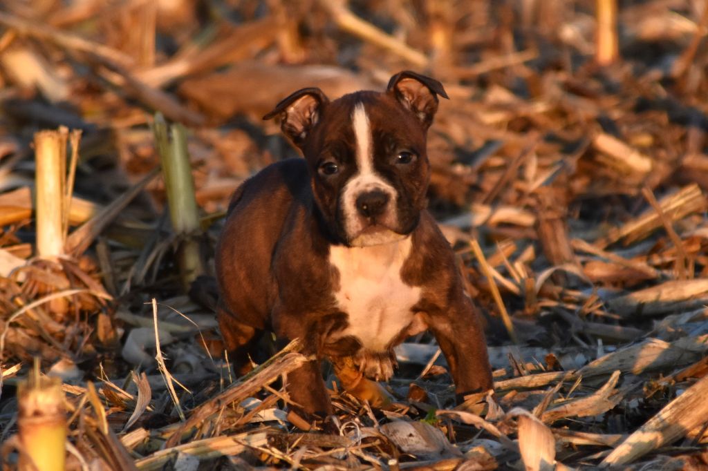 Lechis - Chiot disponible  - American Staffordshire Terrier