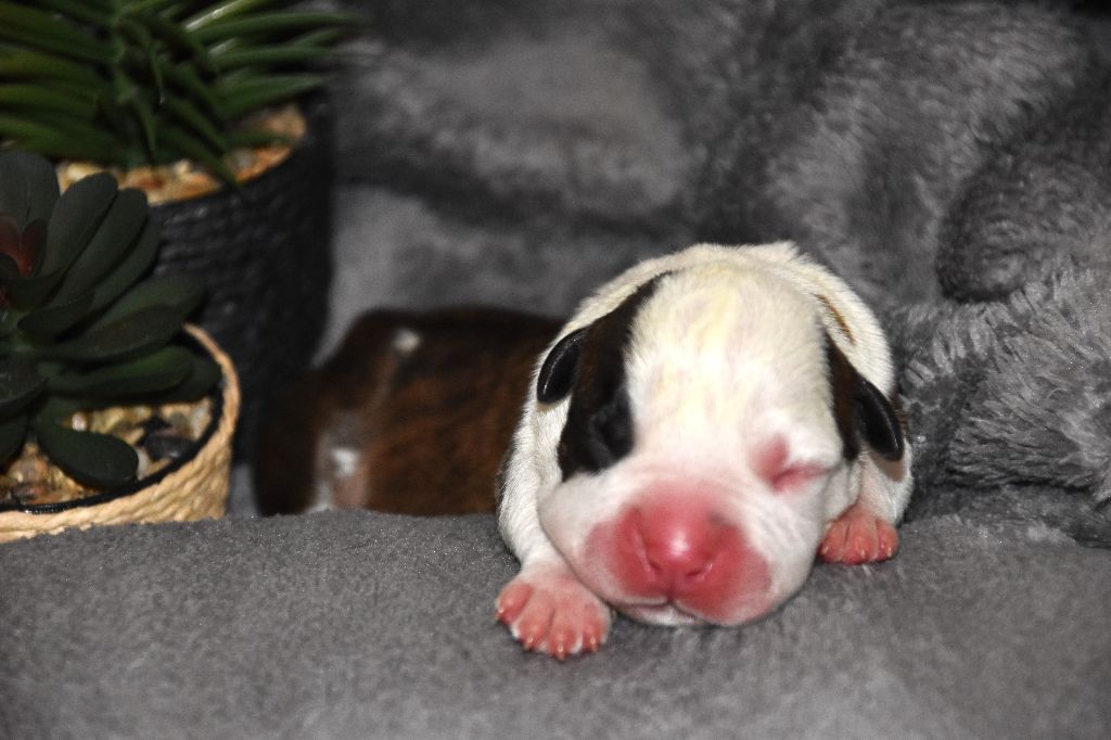 Lechis - Chiot disponible  - American Staffordshire Terrier