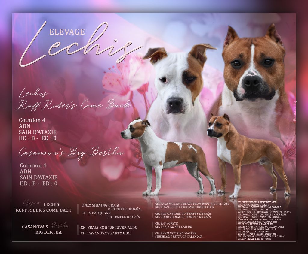 chiot American Staffordshire Terrier Lechis