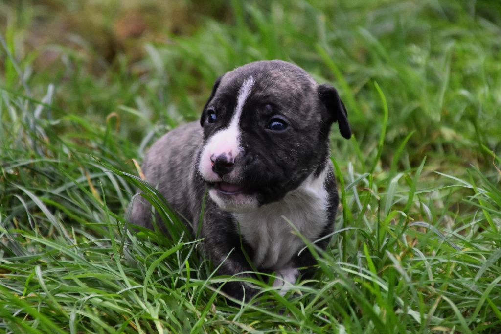 Lechis - Chiot disponible  - American Staffordshire Terrier