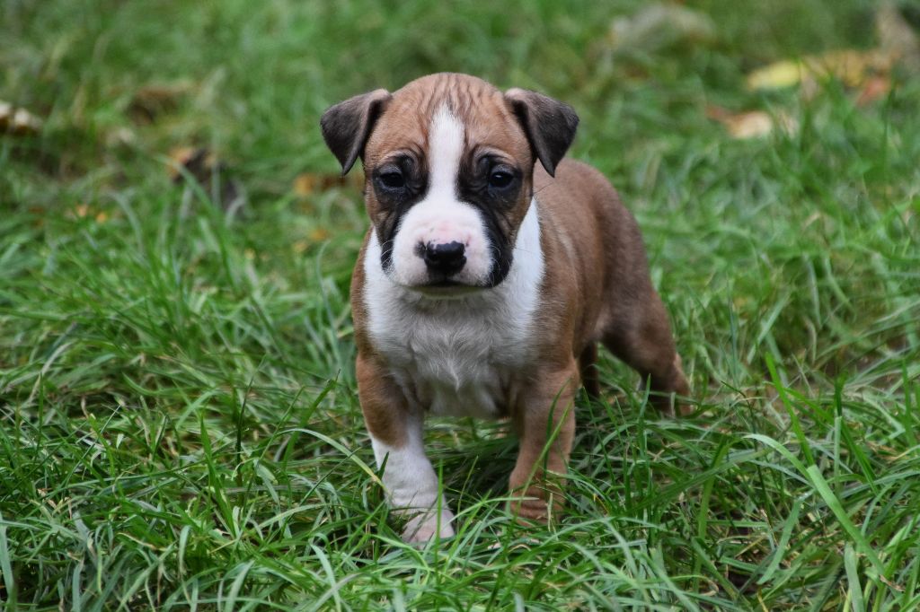 Lechis - Chiot disponible  - American Staffordshire Terrier