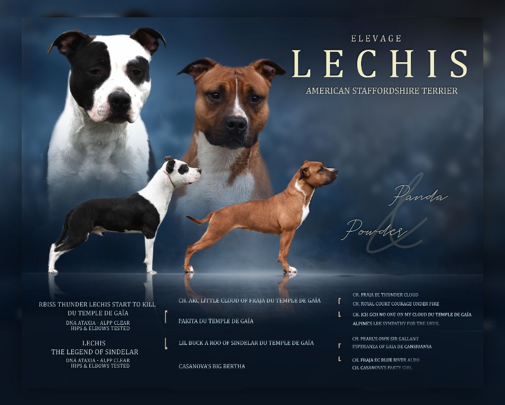 chiot American Staffordshire Terrier Lechis