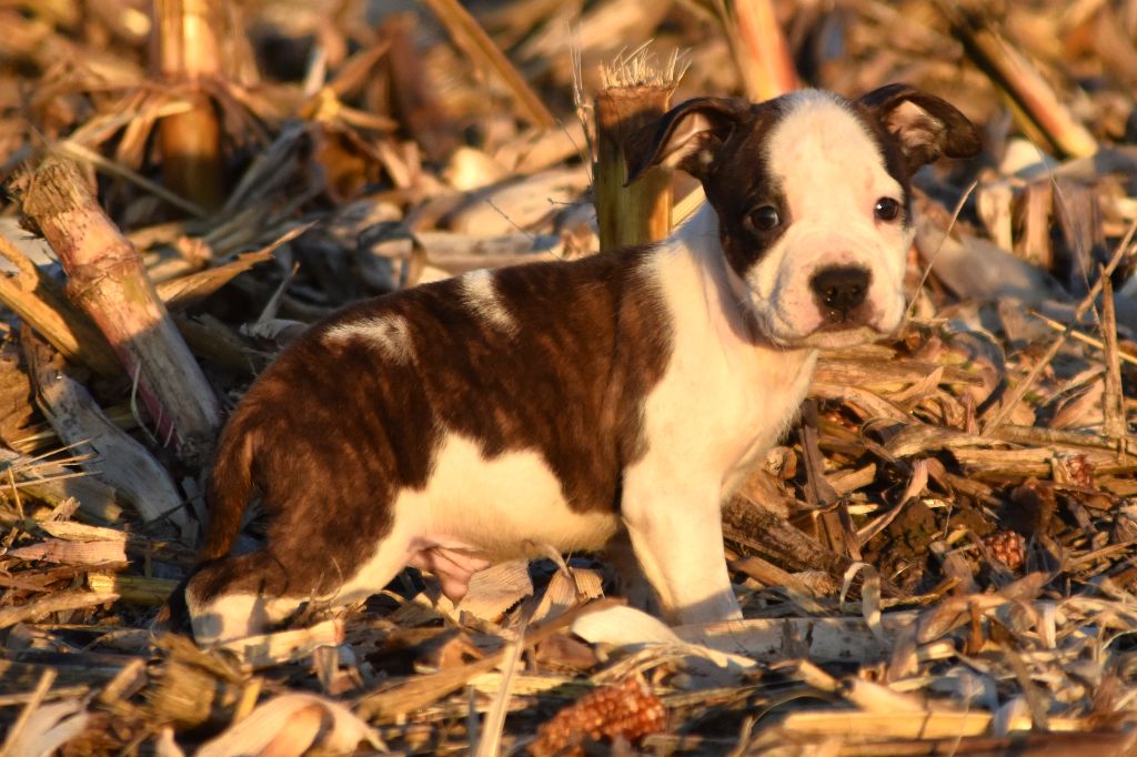 Lechis - Chiot disponible  - American Staffordshire Terrier