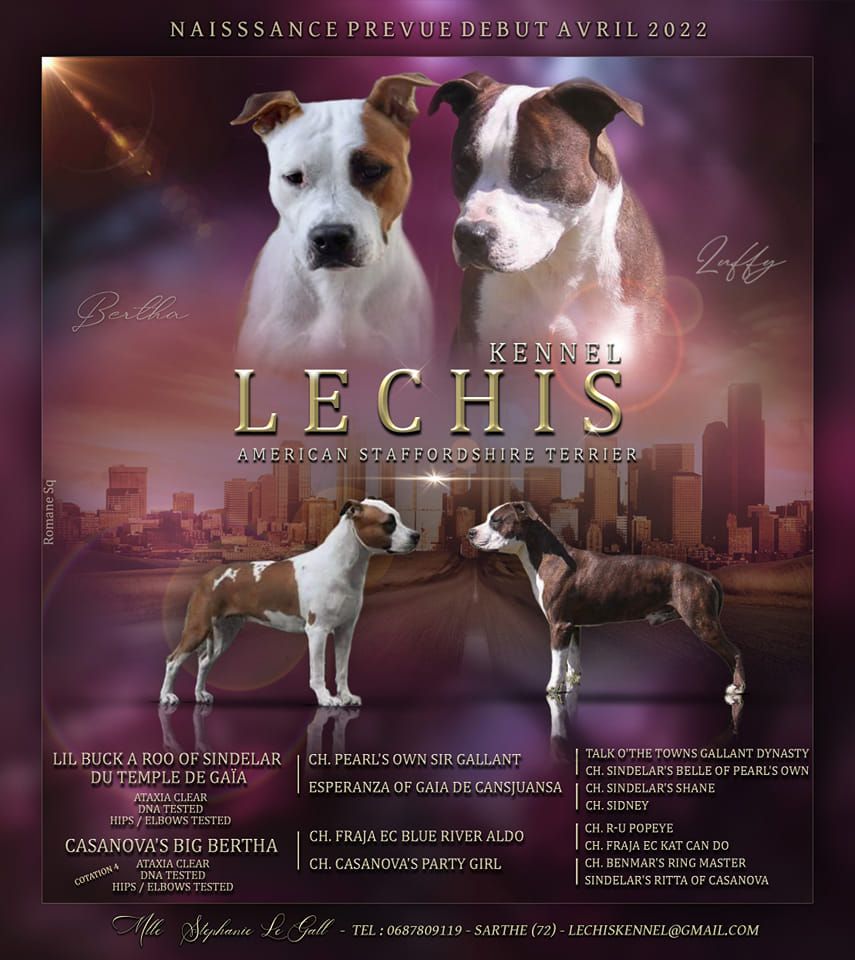 chiot American Staffordshire Terrier Lechis