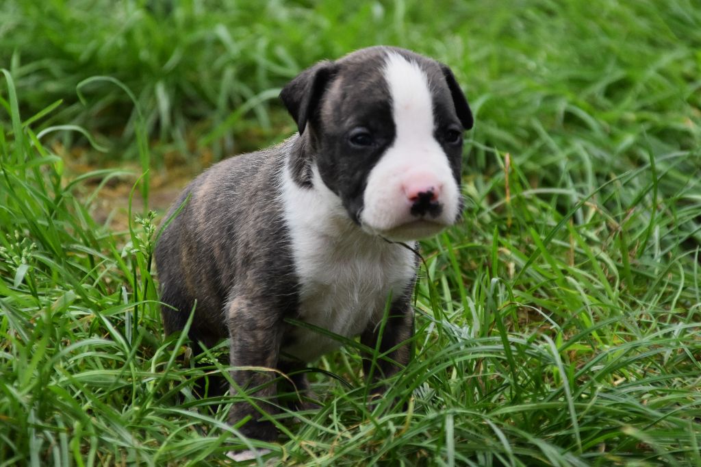 Lechis - Chiot disponible  - American Staffordshire Terrier