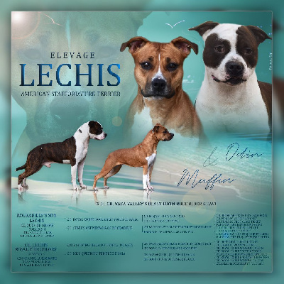 Lechis - American Staffordshire Terrier - Portée née le 14/07/2023