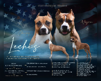 Lechis - American Staffordshire Terrier - Portée née le 20/09/2023