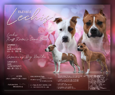 Lechis - American Staffordshire Terrier - Portée née le 01/06/2023