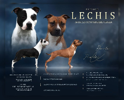 Lechis - American Staffordshire Terrier - Portée née le 03/11/2024