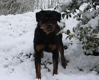 Lechis - Rottweiler - Portée née le 01/04/2017