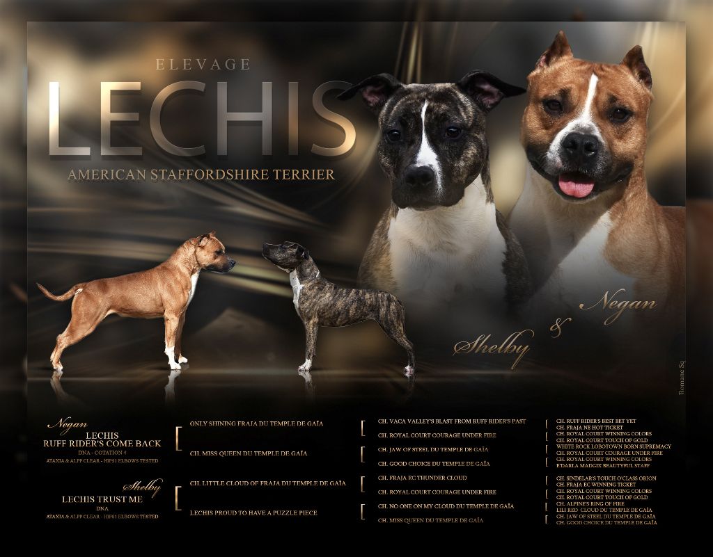 chiot American Staffordshire Terrier Lechis