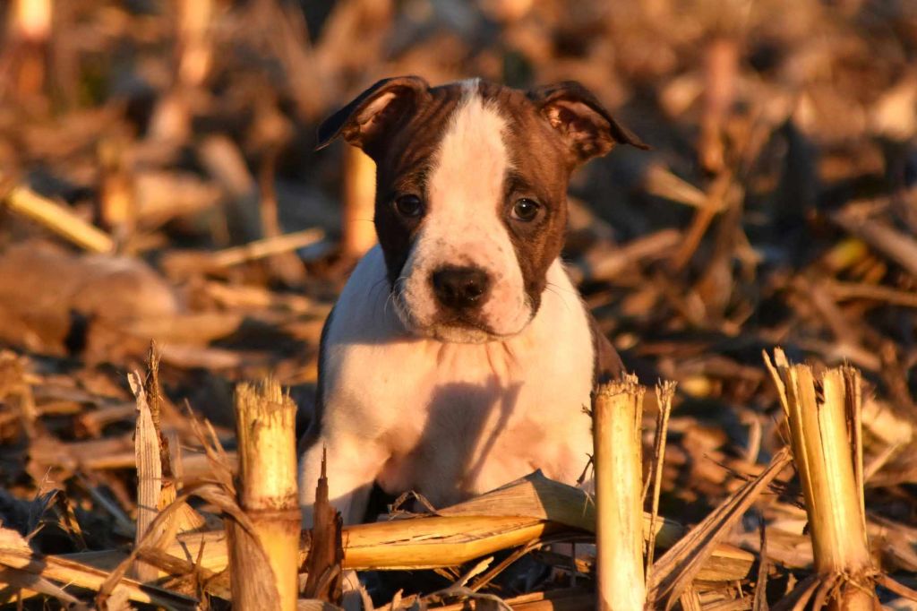 Lechis - Chiot disponible  - American Staffordshire Terrier