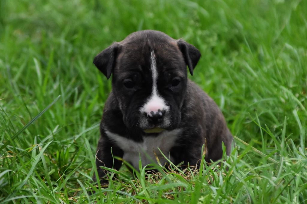 Lechis - Chiot disponible  - American Staffordshire Terrier