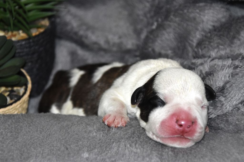 Lechis - Chiot disponible  - American Staffordshire Terrier