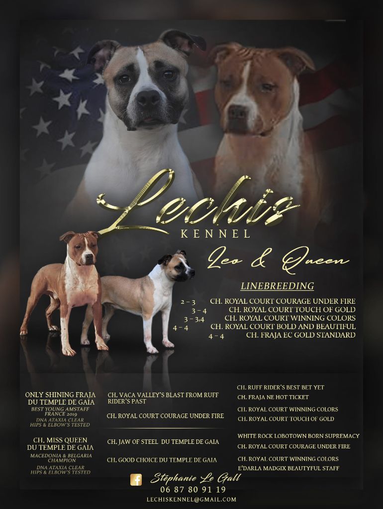 chiot American Staffordshire Terrier Lechis