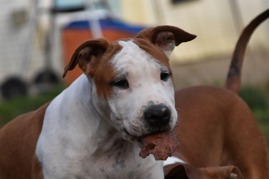 Lechis - Chiot disponible  - American Staffordshire Terrier