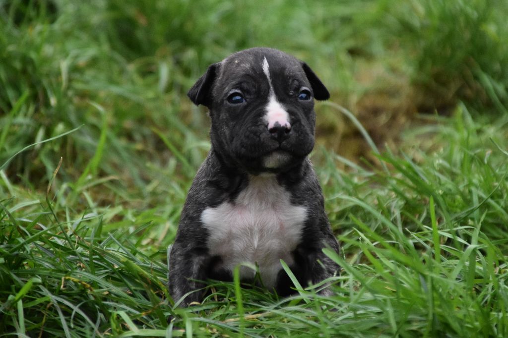 Lechis - Chiot disponible  - American Staffordshire Terrier