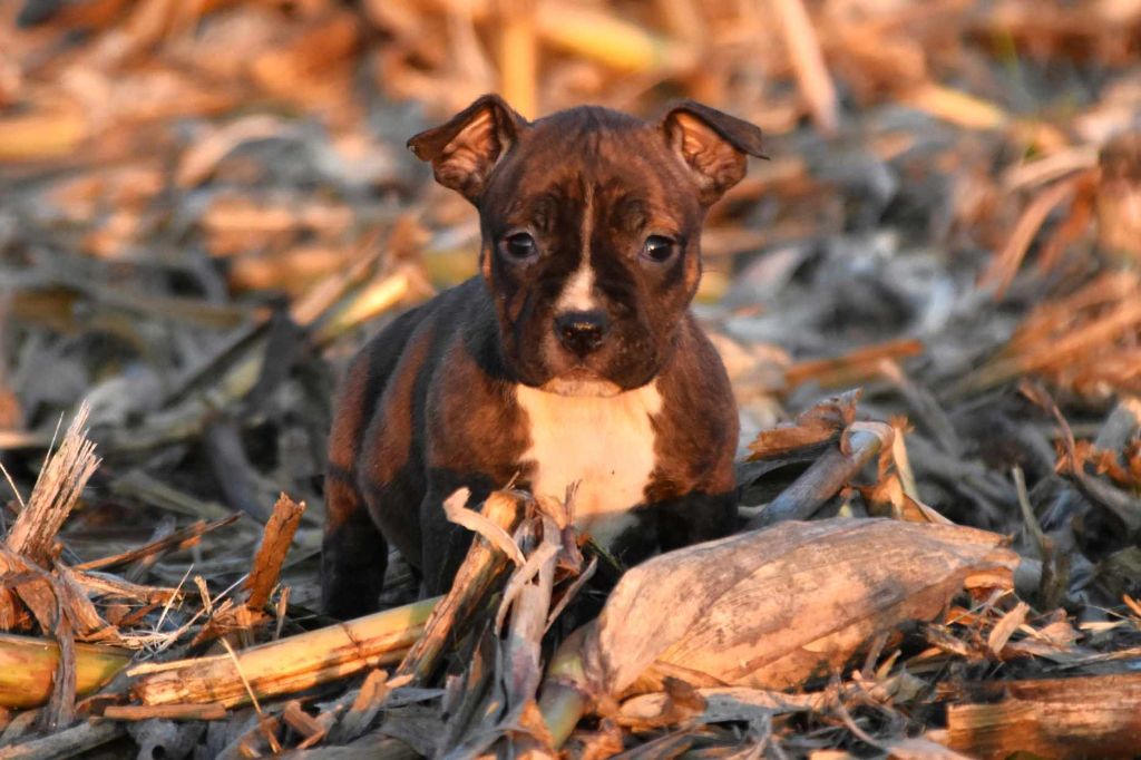 Lechis - Chiot disponible  - American Staffordshire Terrier