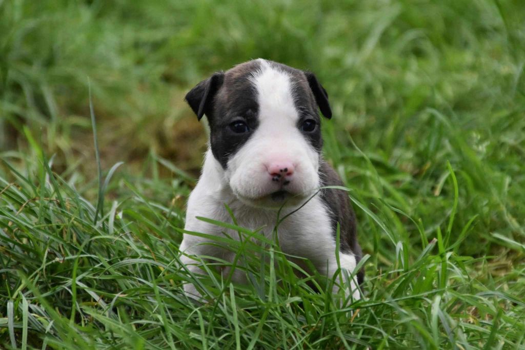 Lechis - Chiot disponible  - American Staffordshire Terrier