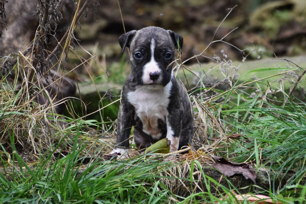 Lechis - Chiot disponible  - American Staffordshire Terrier