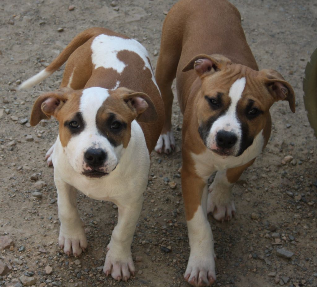 Lechis - American Staffordshire Terrier - Portée née le 02/02/2019