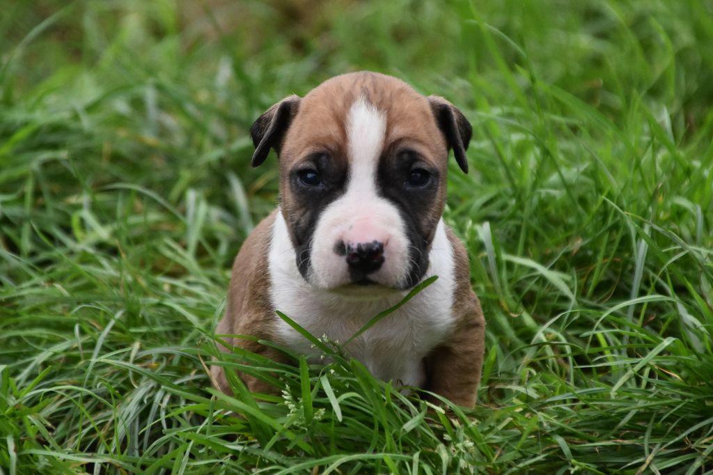 Lechis - Chiot disponible  - American Staffordshire Terrier