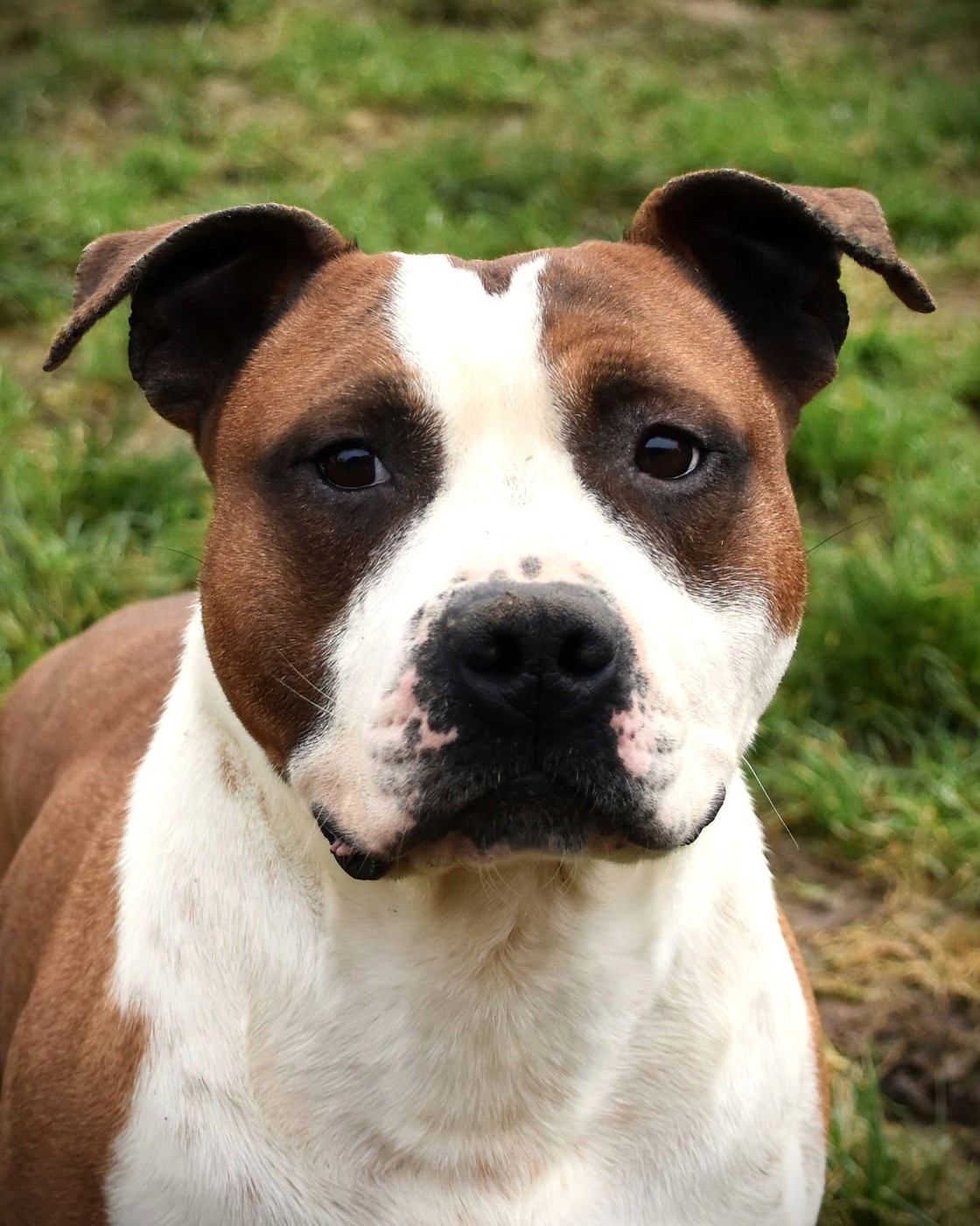 Lechis Touch of sindelar