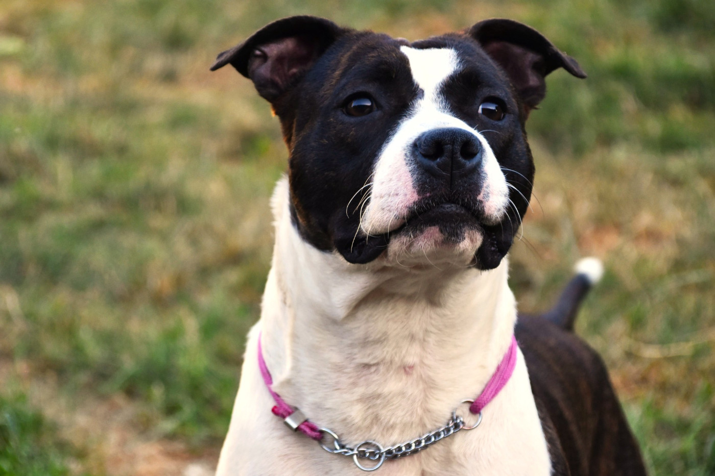 Lechis Until the reign of kenna