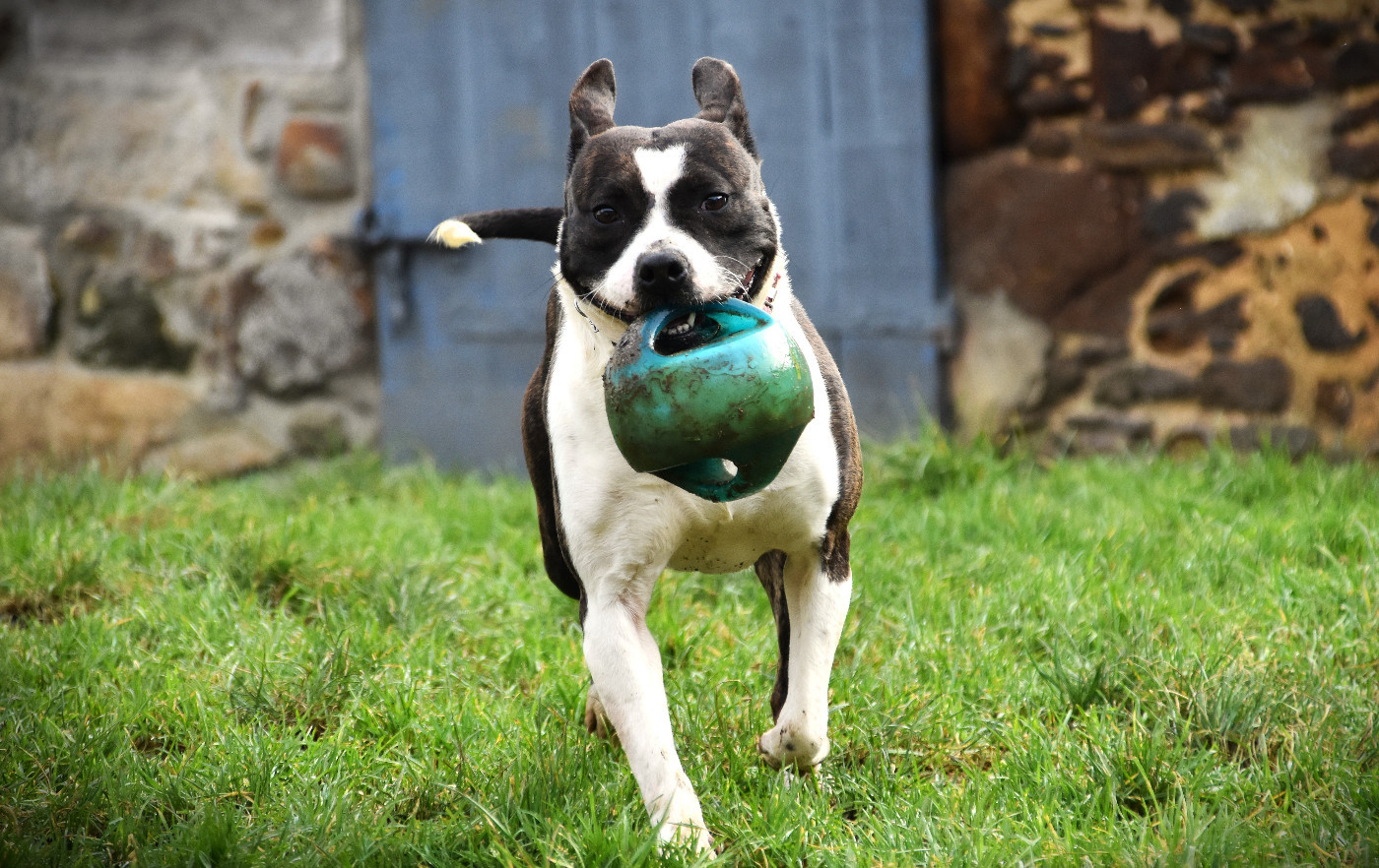 Lechis Until the reign of kenna