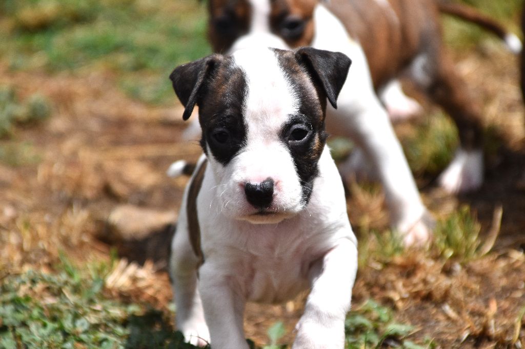 Lechis - Chiots disponibles - American Staffordshire Terrier