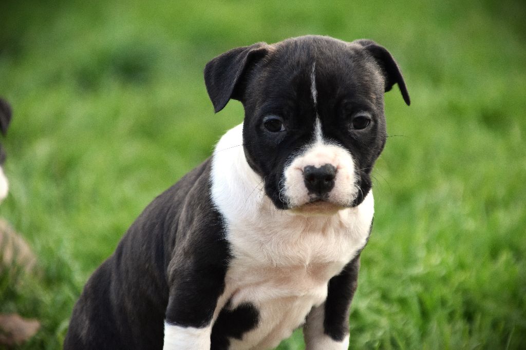 Lechis - Chiots disponibles - American Staffordshire Terrier