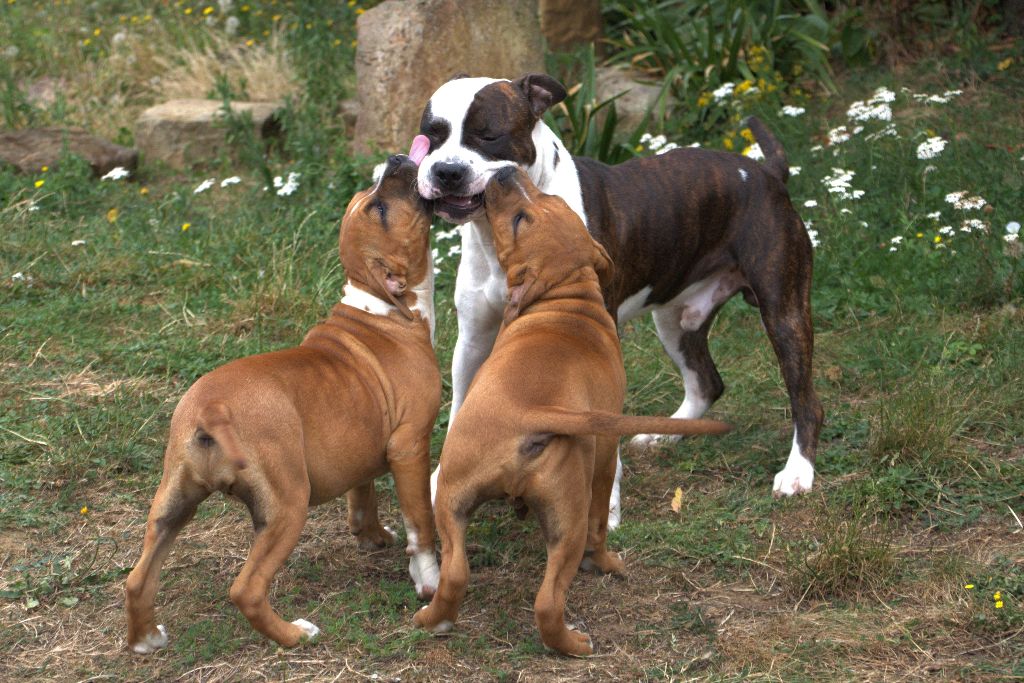 Lechis - American Staffordshire Terrier - Portée née le 04/04/2020