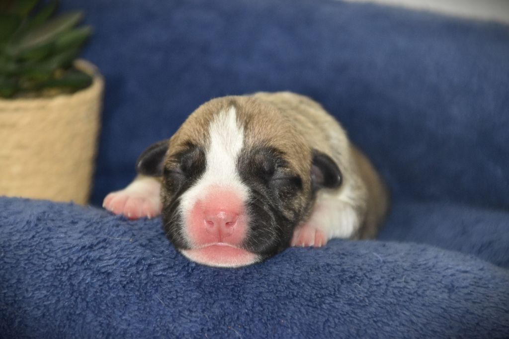 Lechis - Chiots disponibles - American Staffordshire Terrier