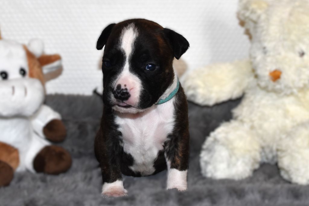 Lechis - Chiots disponibles - American Staffordshire Terrier