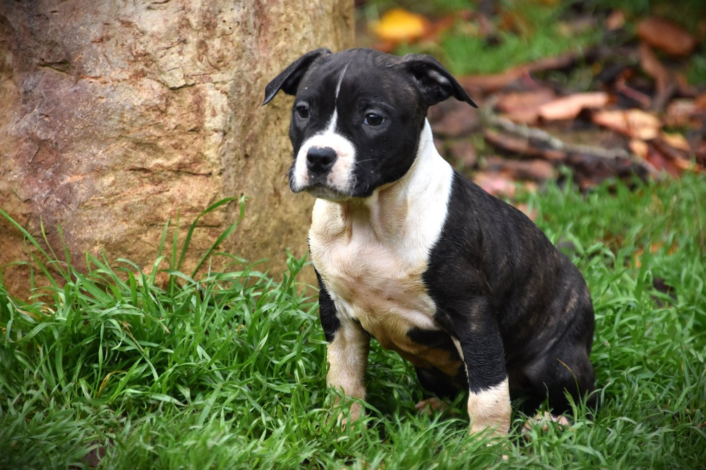 Lechis - Chiots disponibles - American Staffordshire Terrier