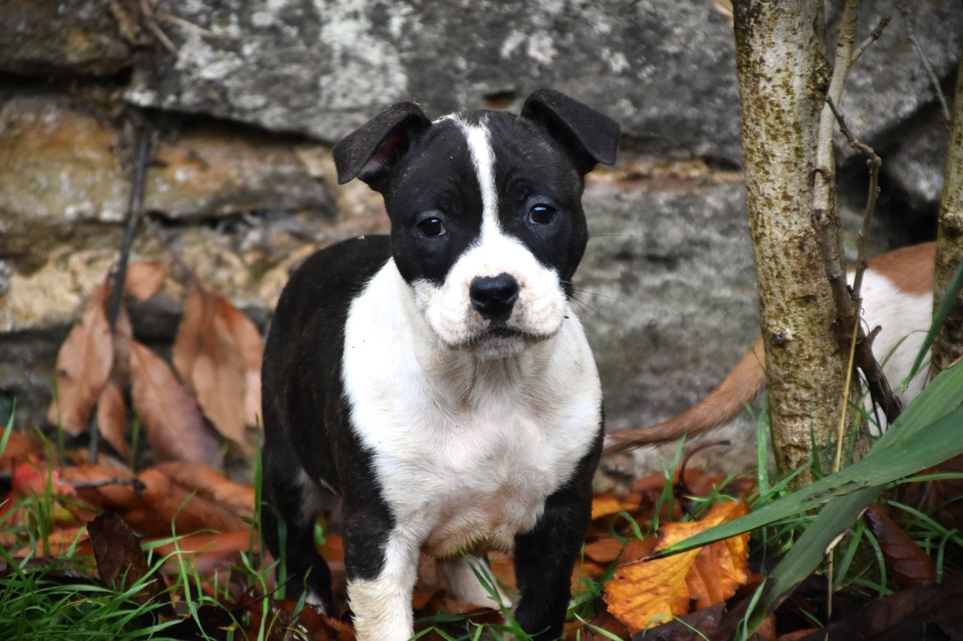 Lechis - Chiots disponibles - American Staffordshire Terrier