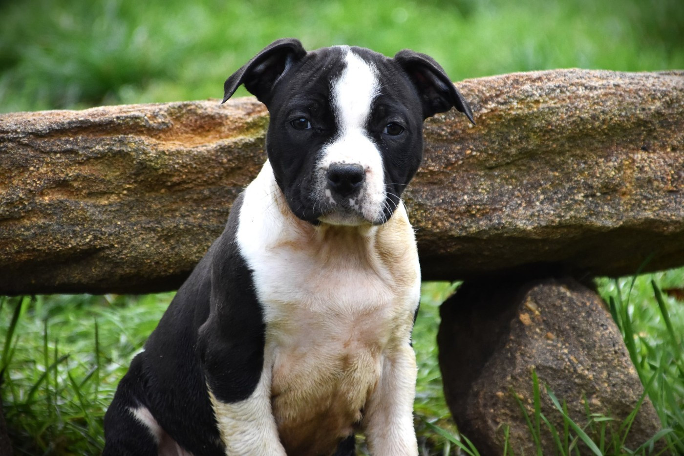 Lechis - Chiots disponibles - American Staffordshire Terrier