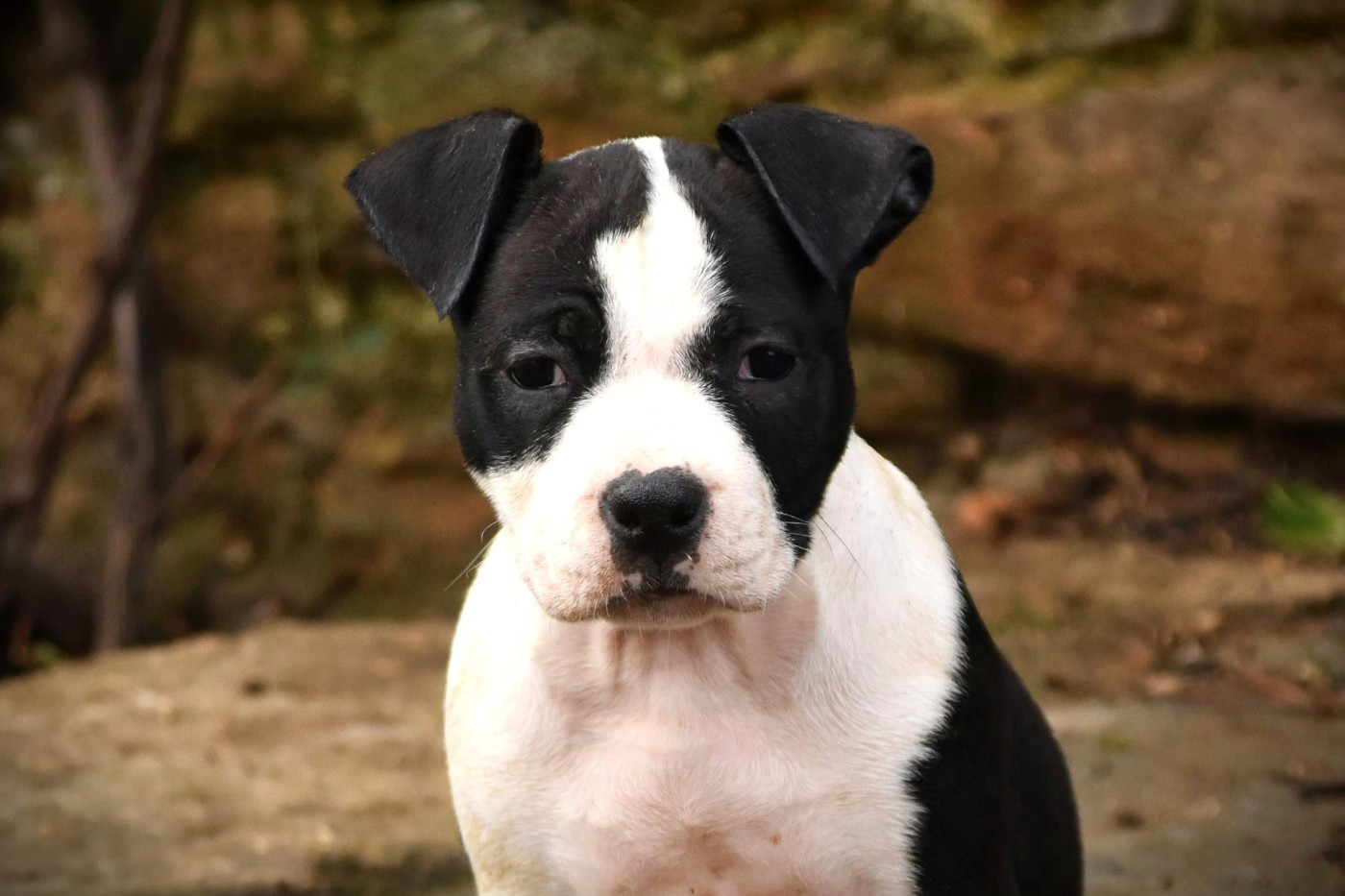 Lechis - Chiots disponibles - American Staffordshire Terrier