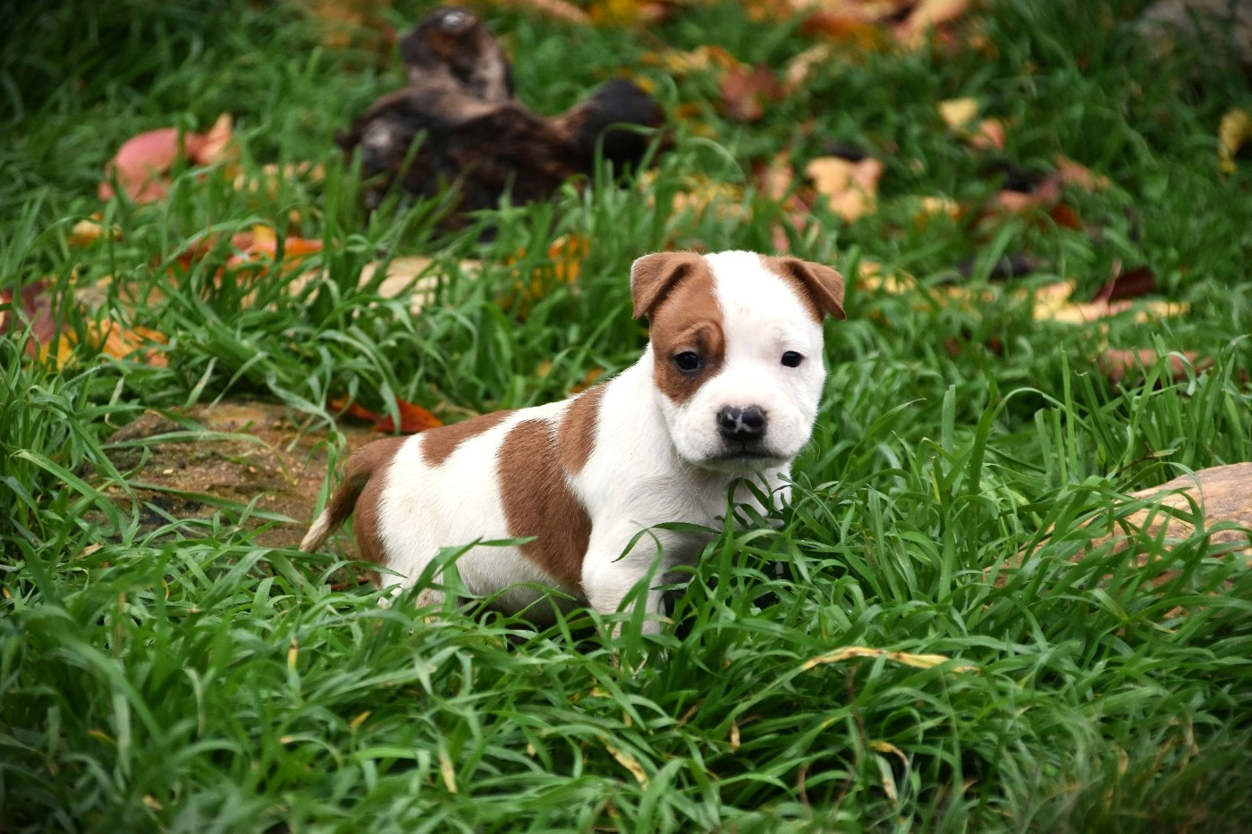 Lechis - Chiots disponibles - American Staffordshire Terrier